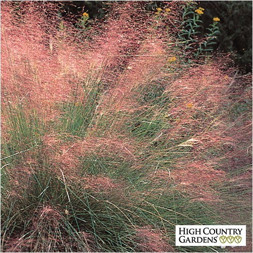 muhlenbergia capillaris regal mist grass