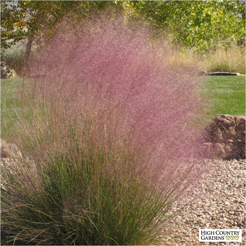 Muhlenbergia Capillaris Regal Mist Regal Mist Muhly Grass Muhlenbergia Capillaris Regal