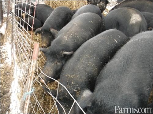 mulefoot butcher size pigs for sale 39493