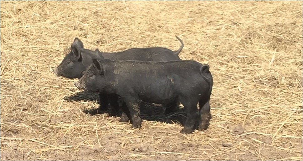Mulefoot Hogs for Sale Mulefoot Hogs God 39 S Country Ranch