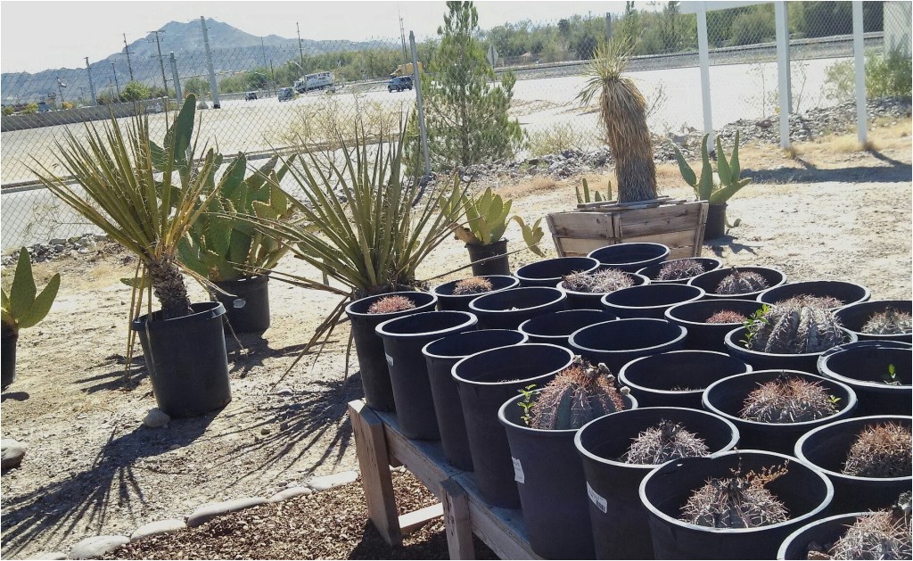Native Plant Nursery El Paso A Unique Local Nursery It 39 S A Dry Heat
