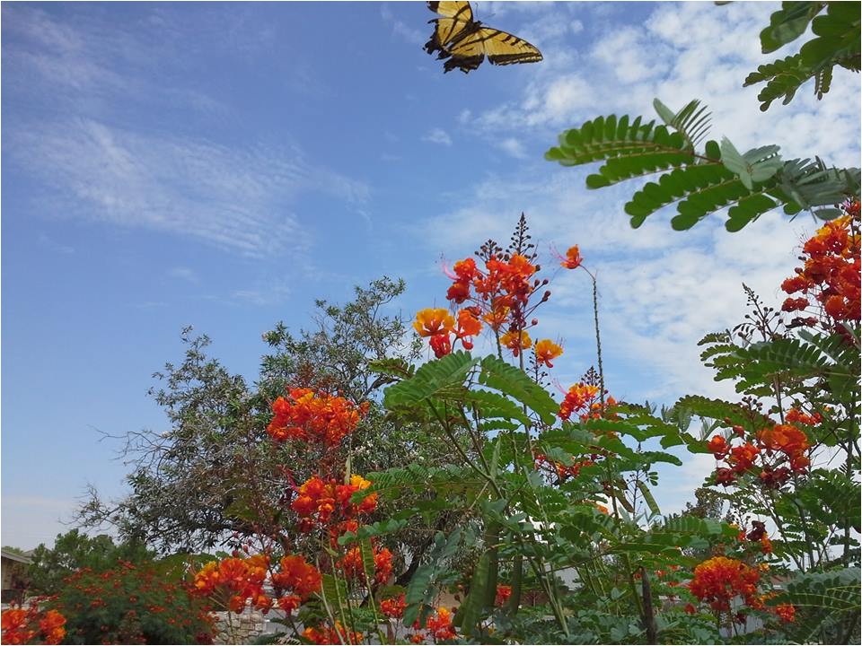 group plans meeting to promote native plants in el paso