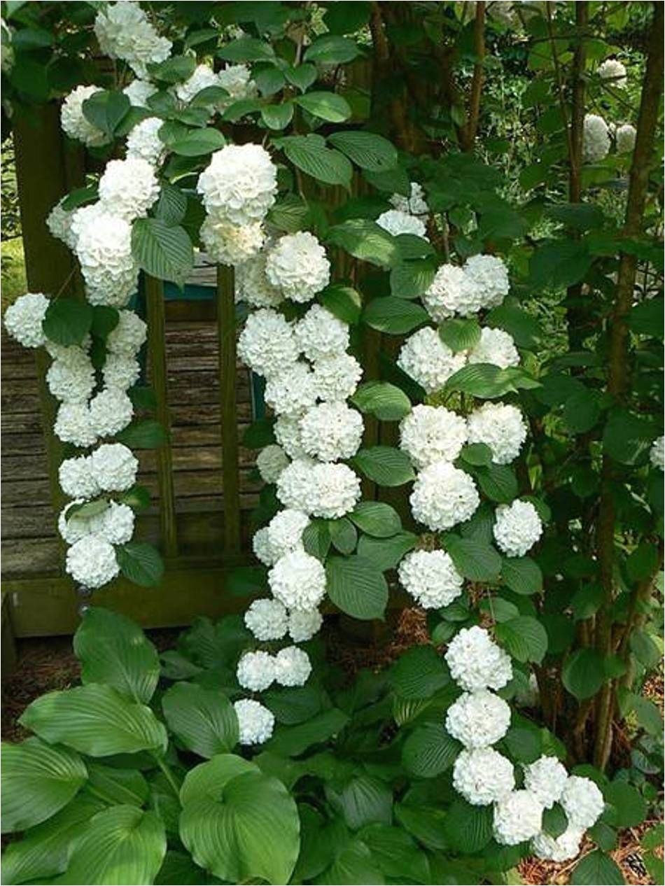 landscaping and outdoor building the best climbing plant for shade white hydrangea best climbing plant for shade