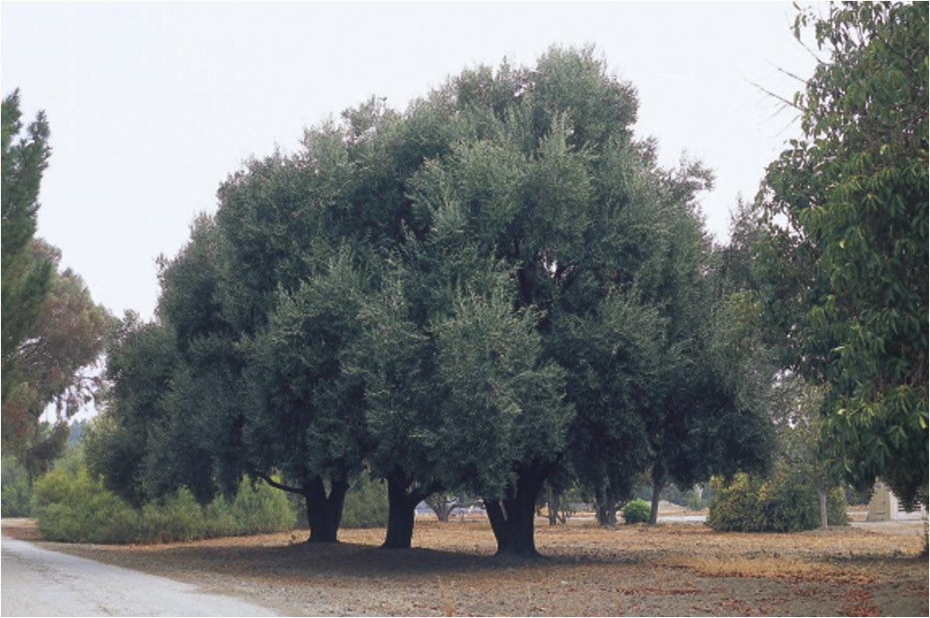 a tree research site in santa clara valley