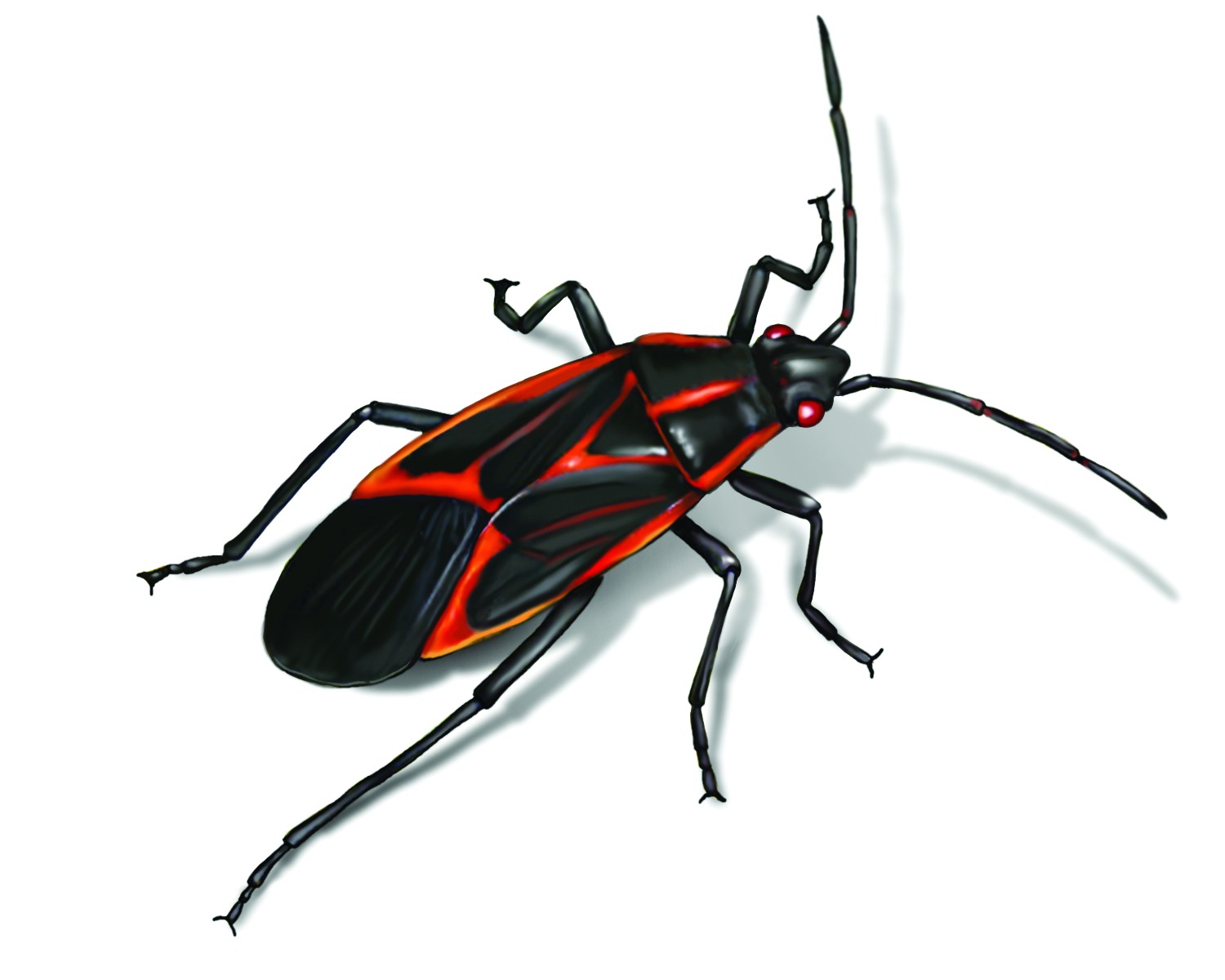 box elder bug illustration