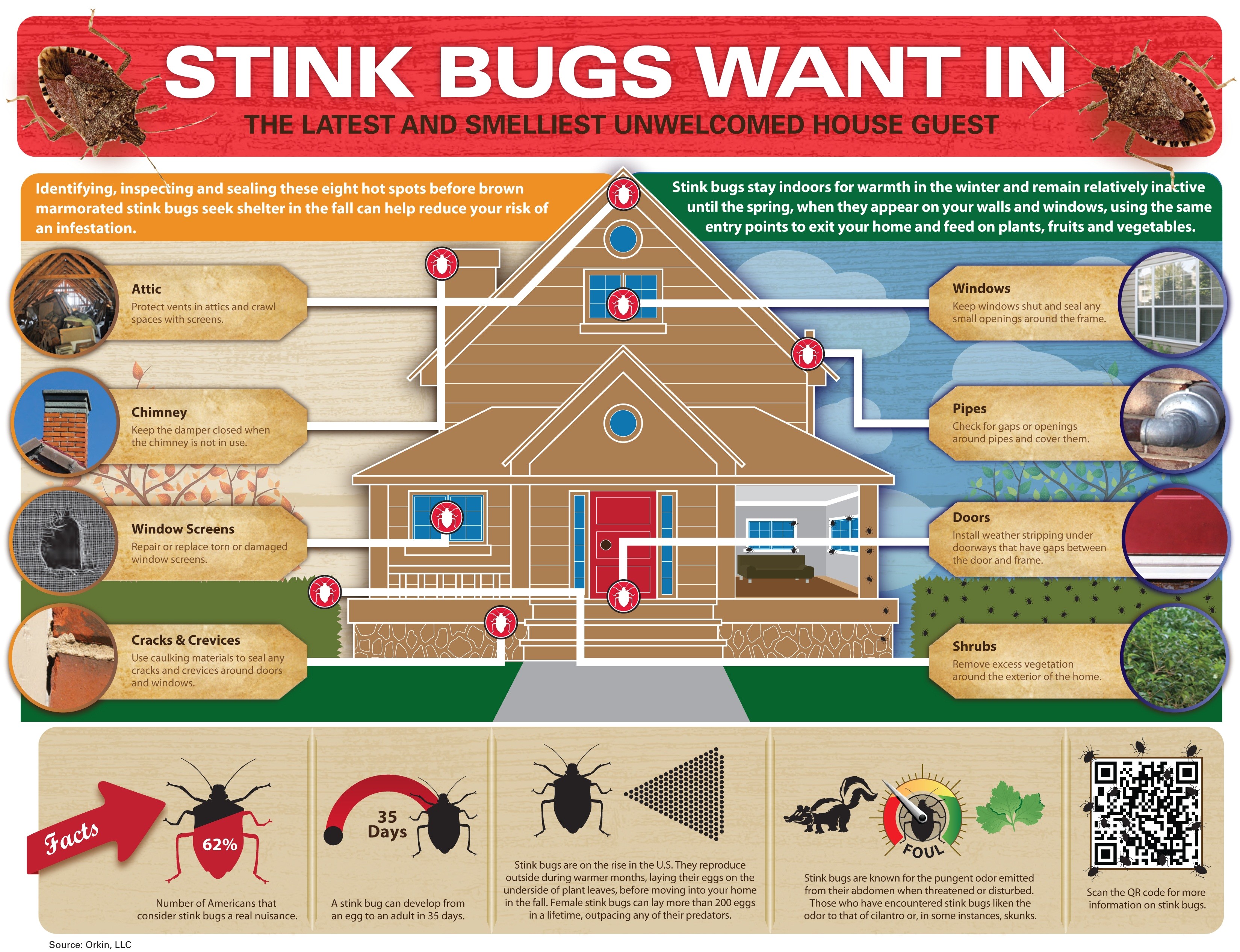 stink bugs infographic