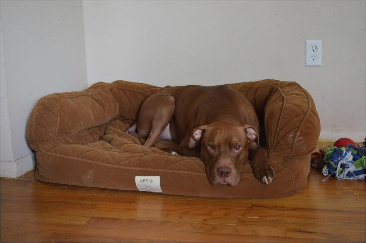 Orvis Bedside Platform Dog Bed orvis Bedside Platform Dog Bed Content Filed Under the Dog