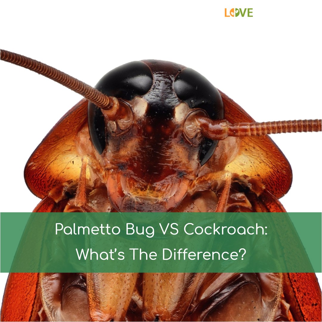 palmetto bug vs cockroach