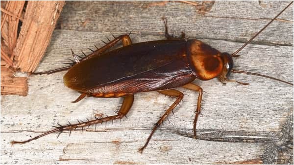 cockroach vs palmetto bug