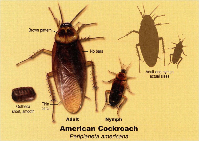 palmetto bug vs cockroach