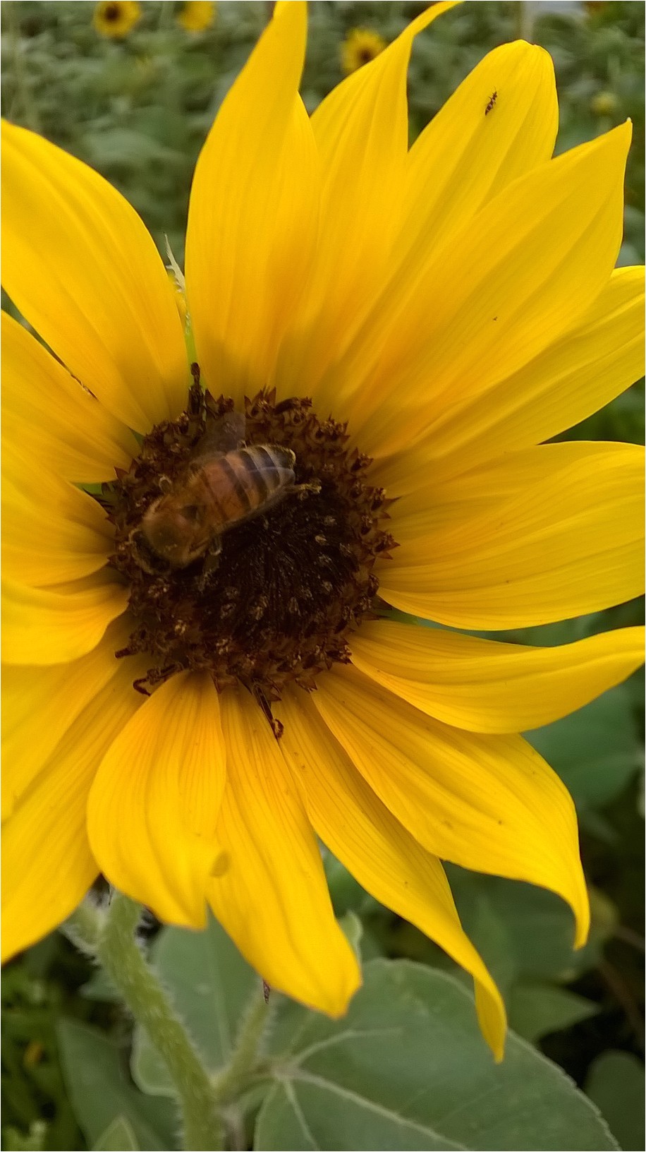 bee control abilene tx