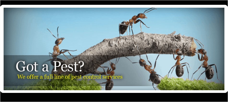 Pest Control Hot Springs Ar Advanced Pest Control Pest Control and Removal Hot