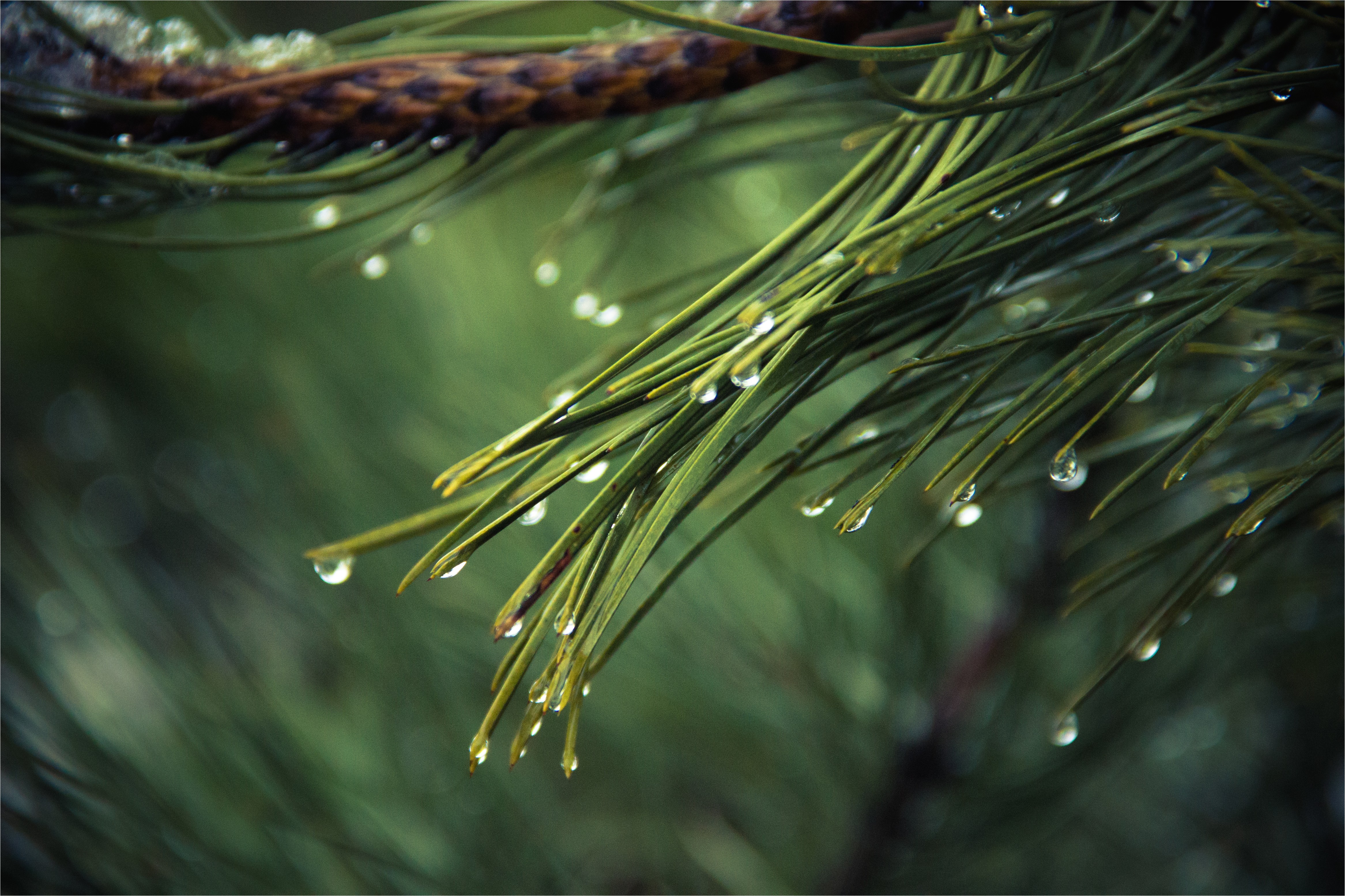 Pine Straw Cumming Ga Cumming Ga Pine Straw Pine Straw Service In Cumming Georgia