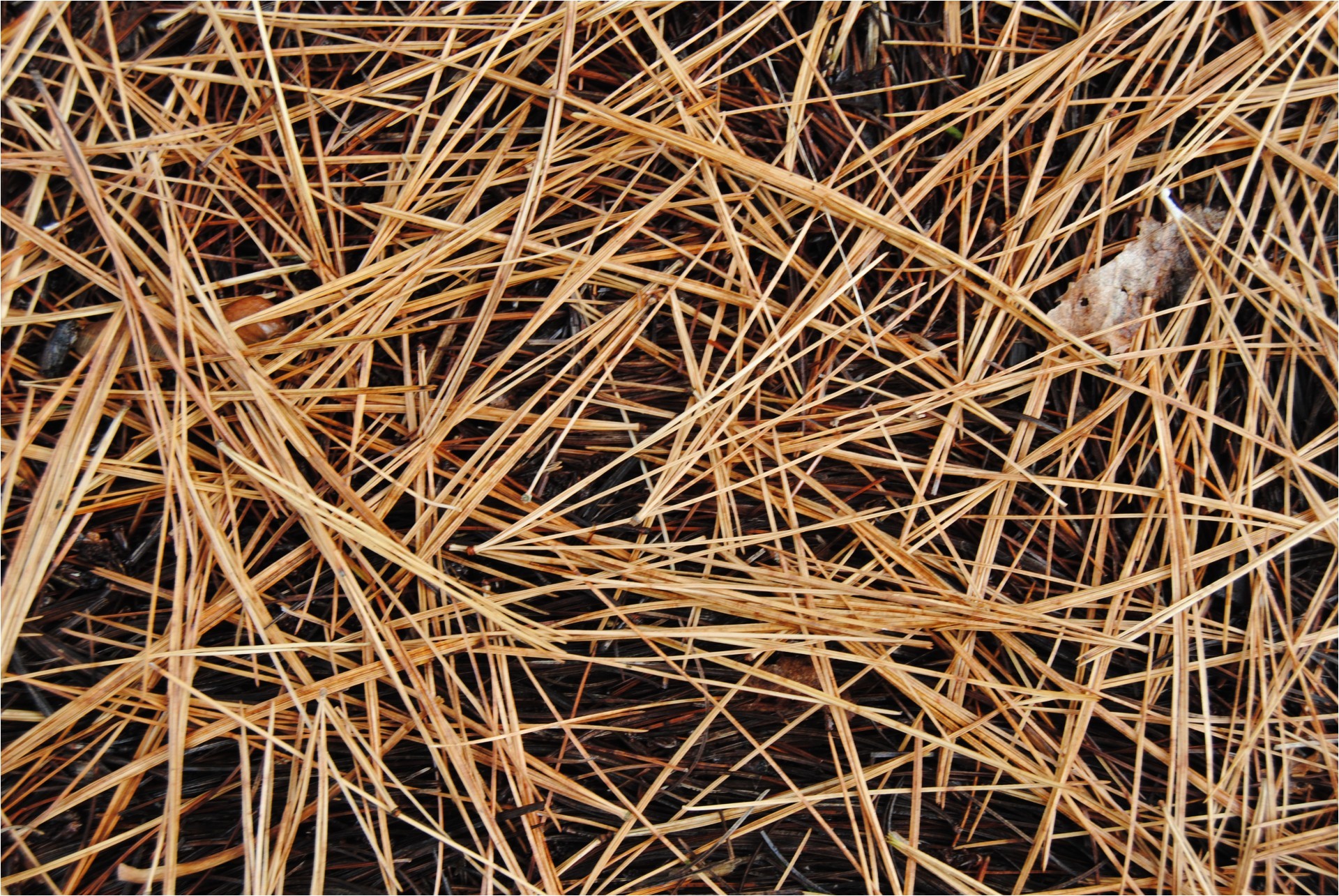 pine needle jpg