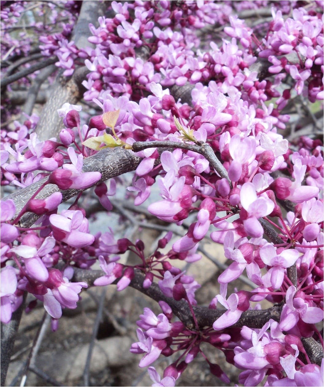 pink heartbreakera redbud heart trellis additional product shot 1045