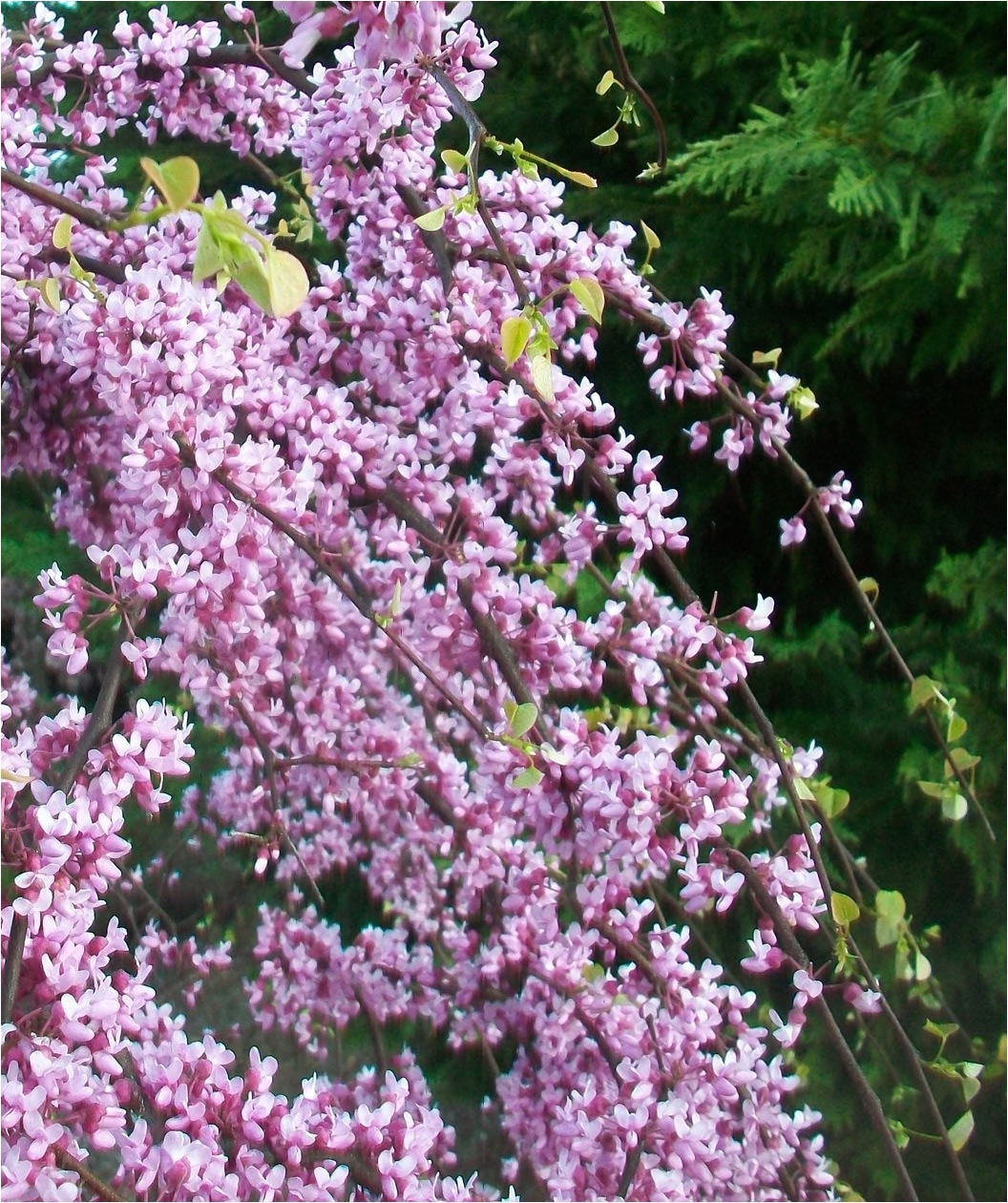 Pink Heartbreaker Weeping Redbud Pink Heartbreakera Redbud Low form