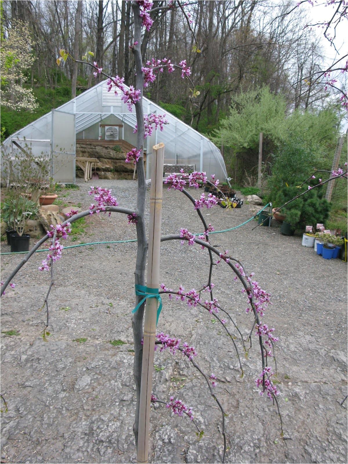 pink heartbreaker weeping redbud cercis canadensis pink heartbreaker