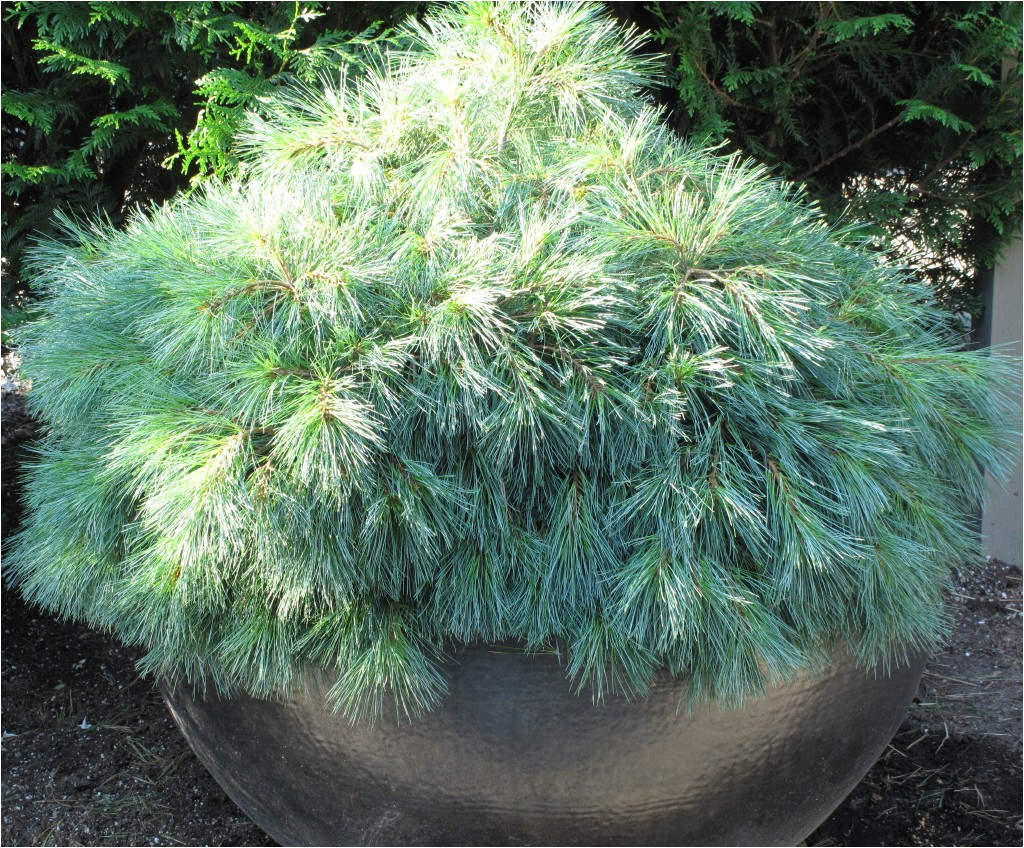pinus strobus blue shag shows off its soft draping form beautifully in this container