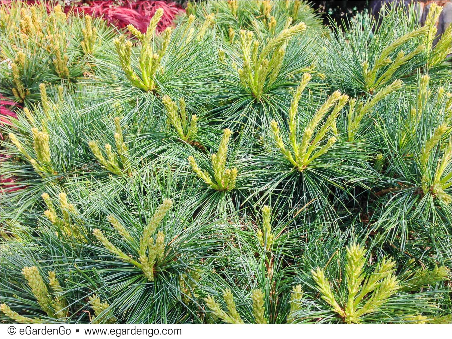 Pinus Strobus Blue Shag Pinus Strobus Blue Shag Common Name Blue Shag Eastern White