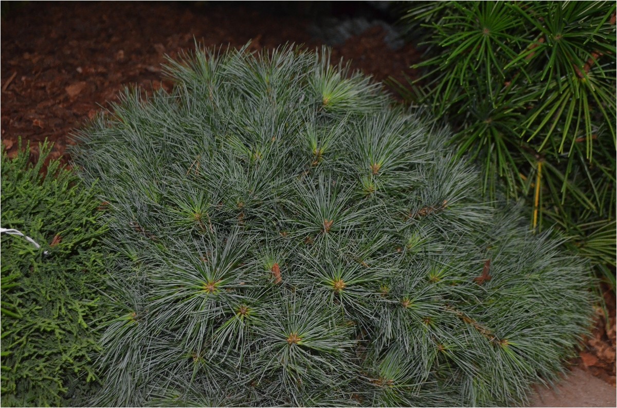 dwarf eastern white pine pinus strobus blue shag