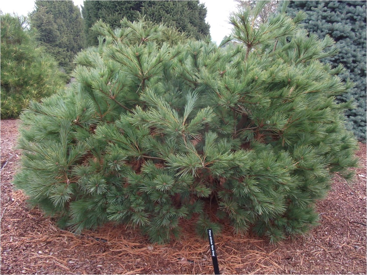 pinus strobus blue shag