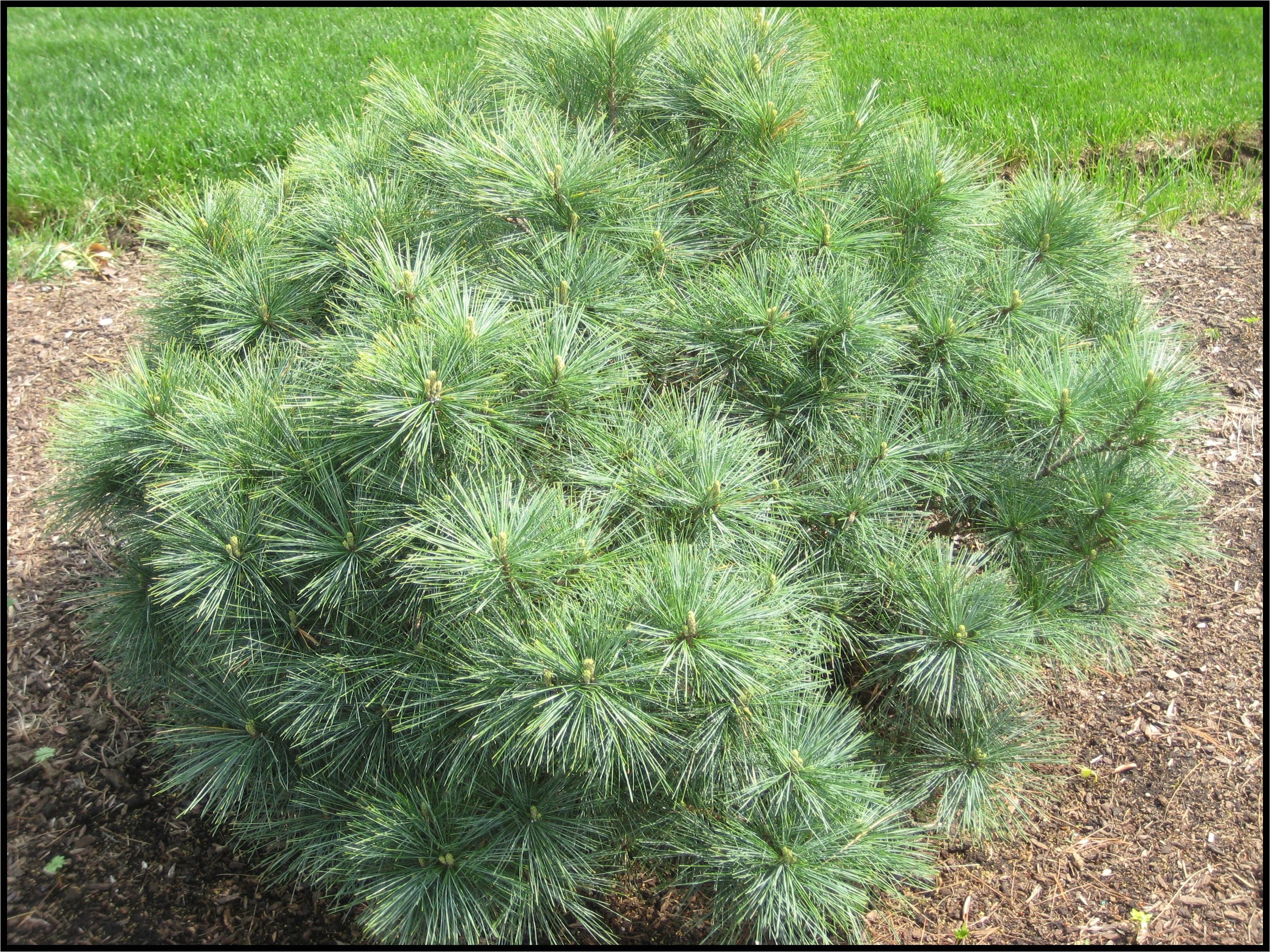 dwarf white pine blue shag