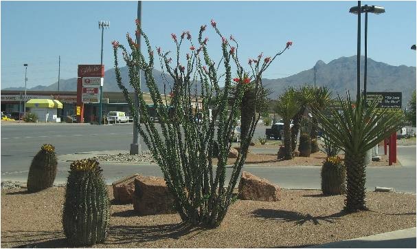 Plant Nursery El Paso Texas El Paso Landscaping