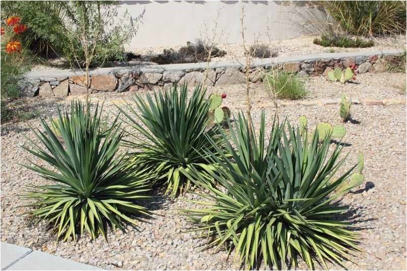 Plant Nursery El Paso why Native Plants El Paso County Master Gardeners