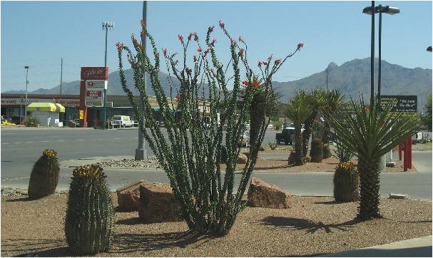 Plant Nursery In El Paso Tx El Paso Landscaping