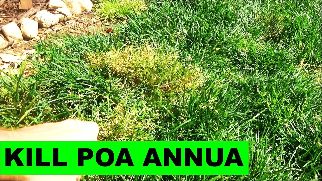 Poa Annua Pre Emergent 5000 Subs and How to Kill Poa Annua Youtube