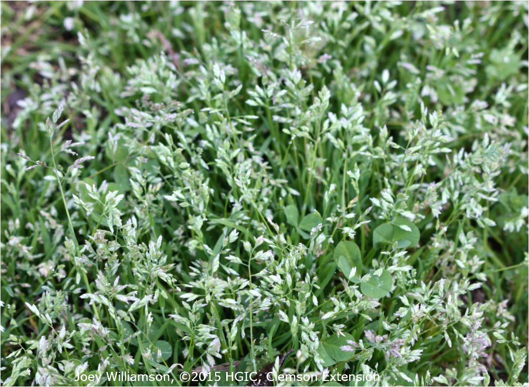 annual bluegrass poa annua is a cool weather ann 1050x768 jpeg