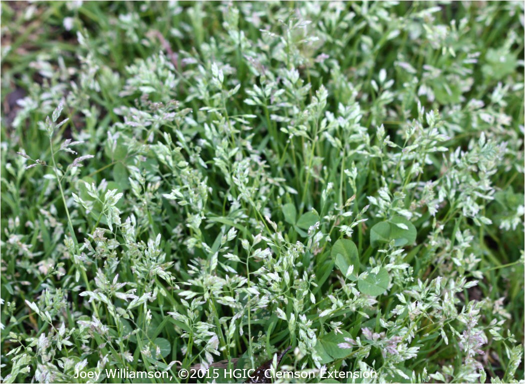 annual bluegrass poa annua is a cool weather ann 1050x768 jpeg