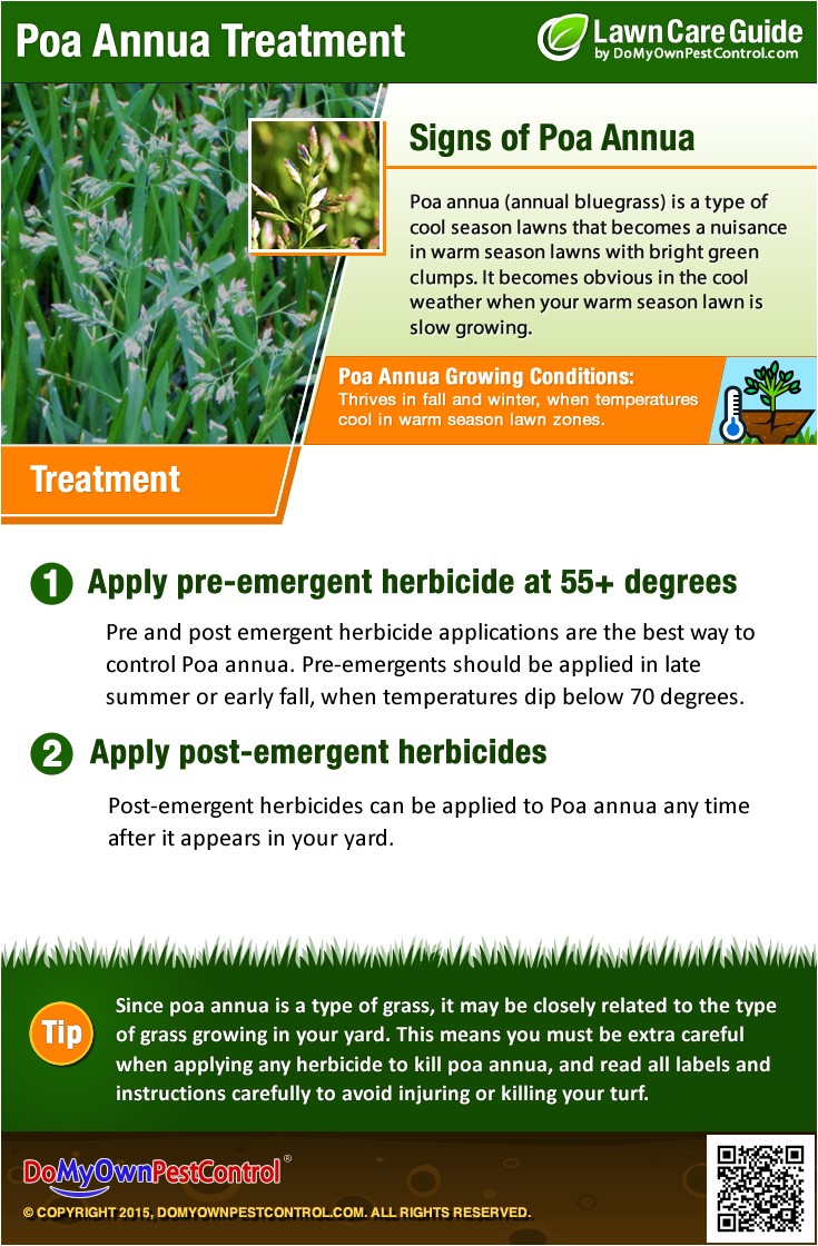 poa annua treatment infographic