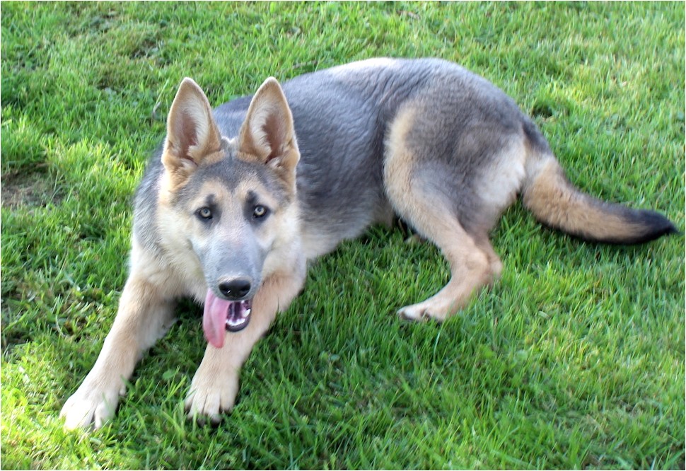 Powder Blue and Tan German Shepherd Blue Powder German Shepherds for Sale