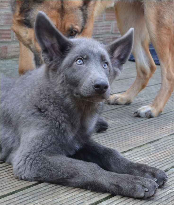 Powder Blue German Shepherd Breeders 162 Best Images About German Shepherds East European