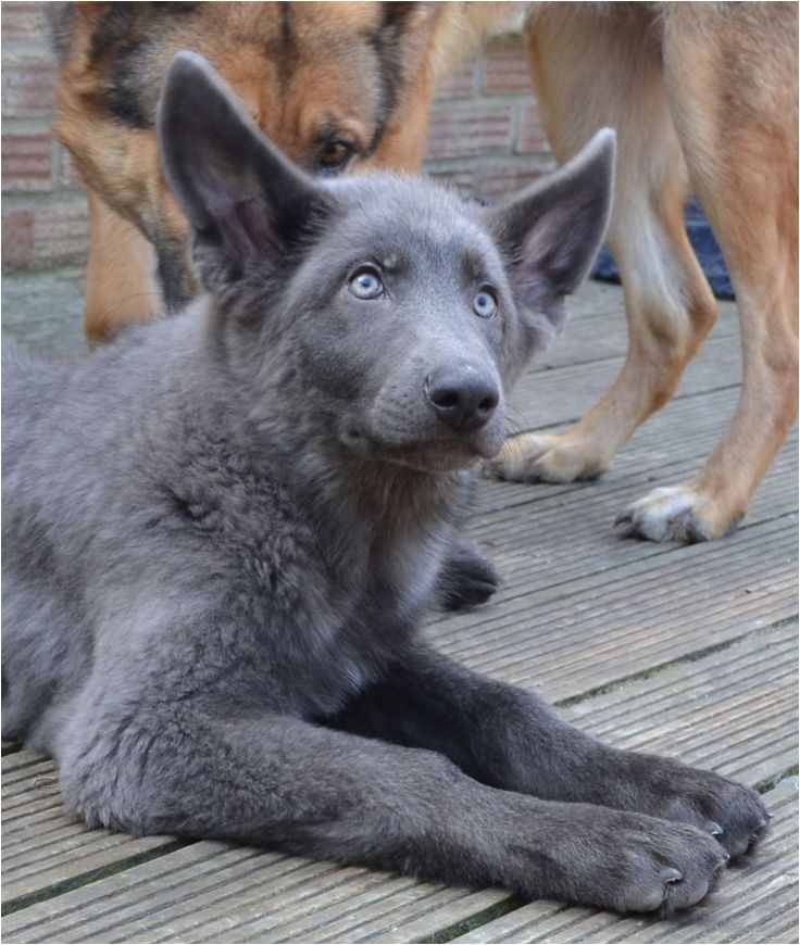 Powder Blue German Shepherd Puppies for Sale | AdinaPorter