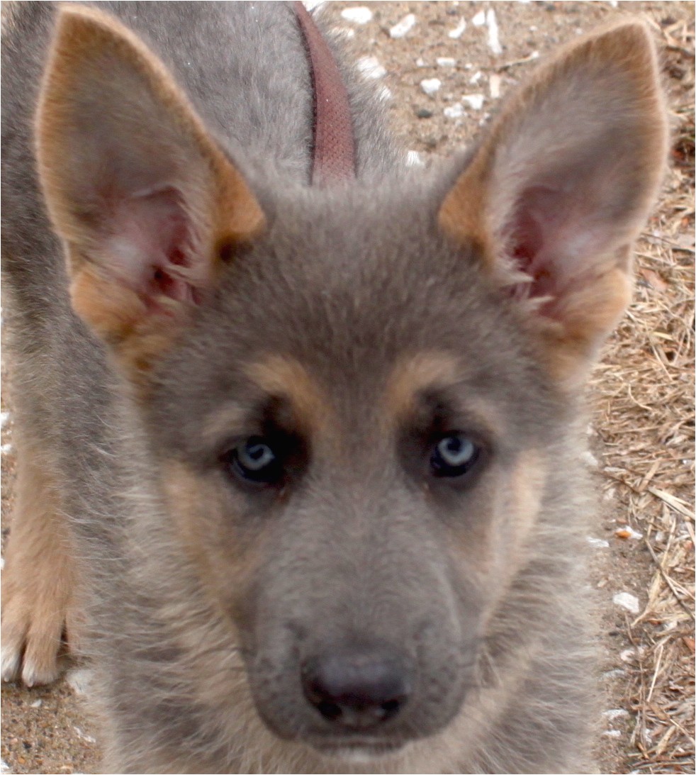 Powder Blue German Shepherd Puppies for Sale Blue Powder German Shepherds for Sale