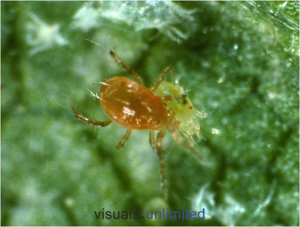 predatory mites for spider mites hznw2waic9orjy3zmmxdkvtpq z6ueuizcesxodidco