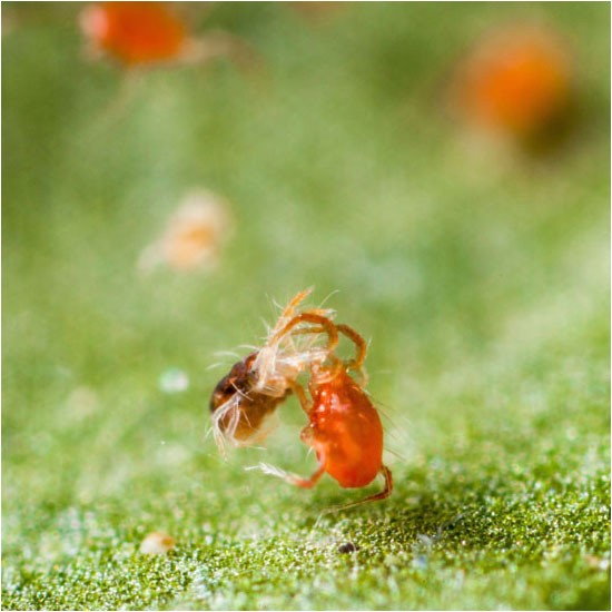 predatory mites spidex