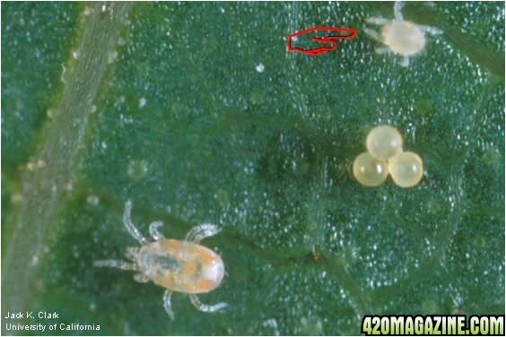 Predatory Mites for Russet Mites Use Of Predator Mites for Red Spider Mite Control