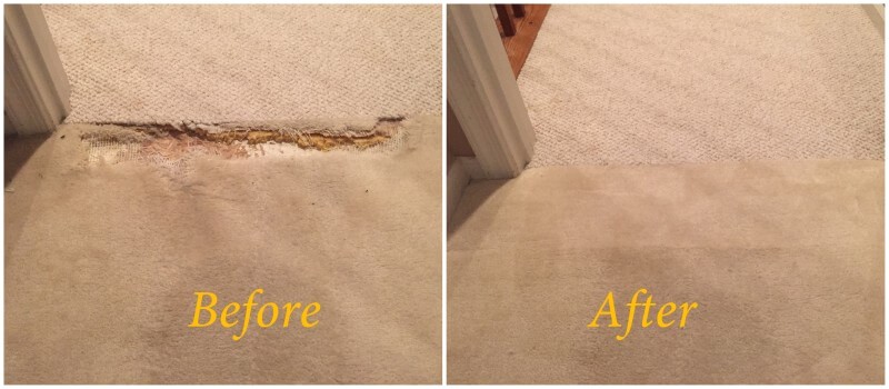 carpet pet damage repair in stafford va