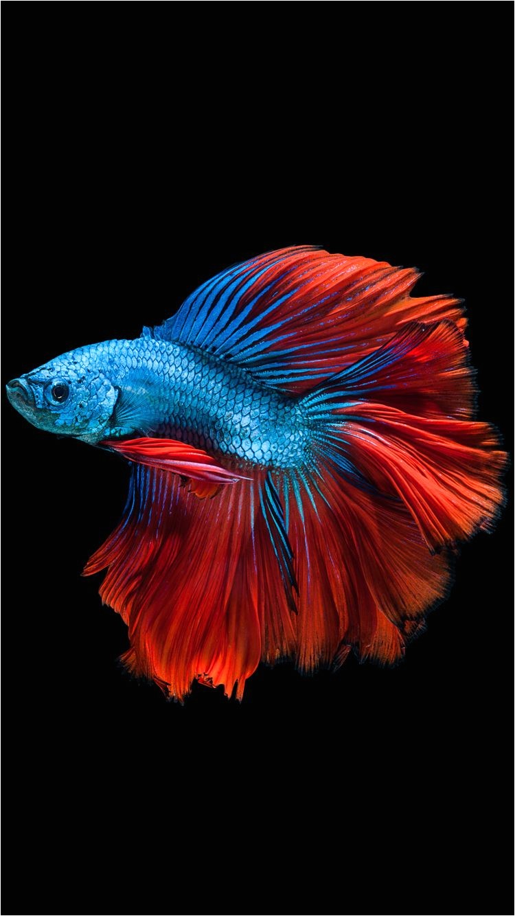 apple iphone 6s wallpaper with red and blue betta fish and dark background in 750x1334