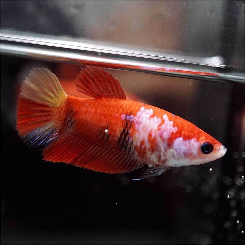 betta fish betta fish ideas bettafish fishbetta live betta fish fancy nemo koi