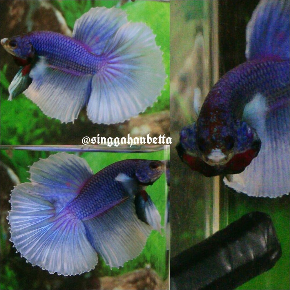 betta fish betta fish ideas bettafish fishbetta live betta fish purple butterfly halfmoon