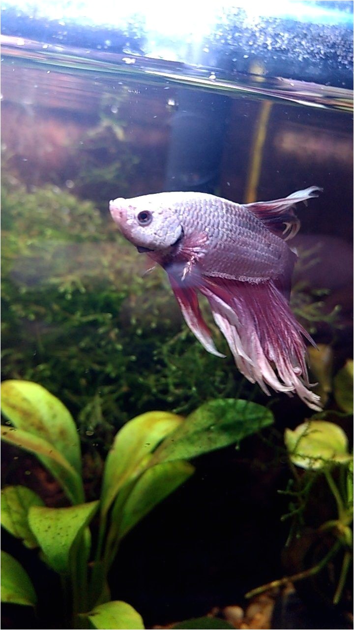 his colors are stunning betta fish bubbles pinterest betta fish betta and fish