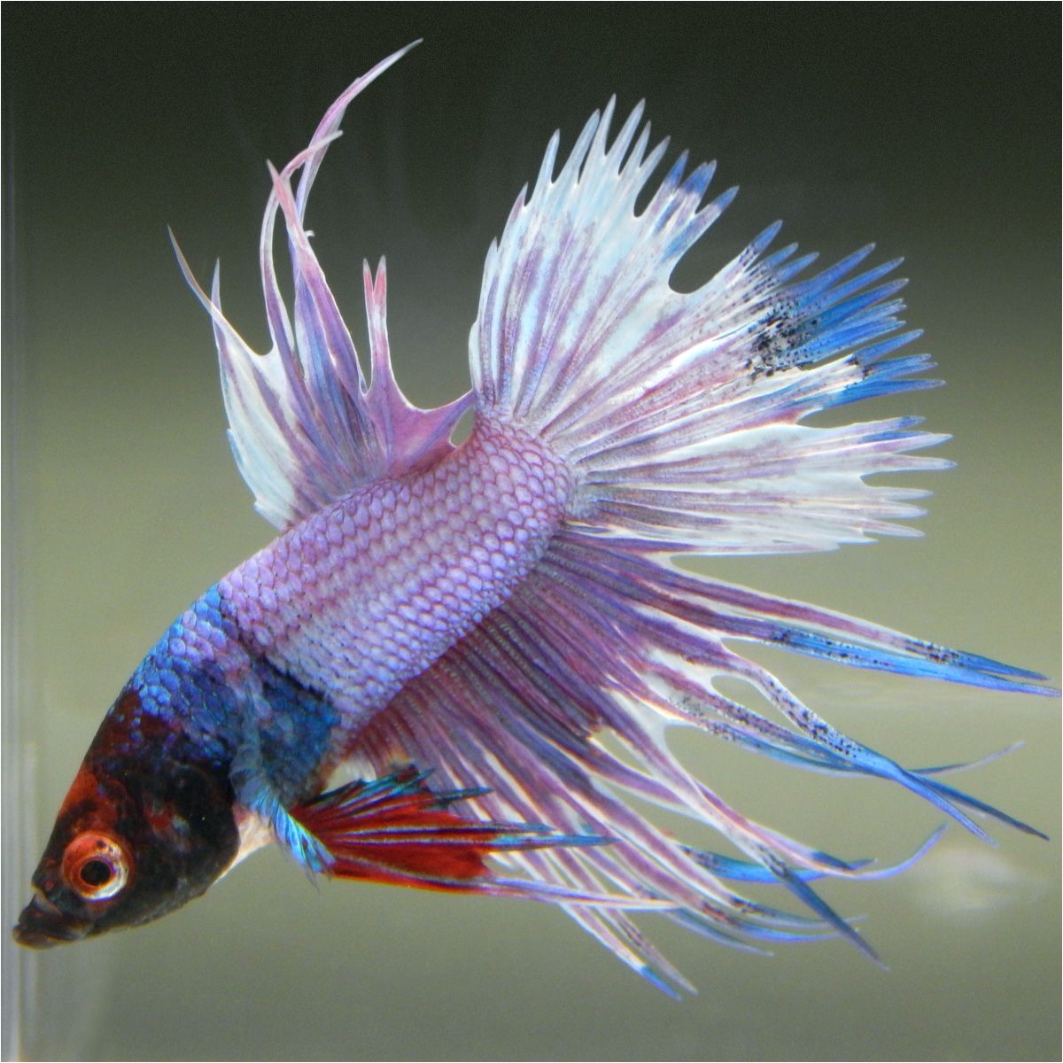 Purple Betta Fish for Sale Live Betta Fish Male Red Mask Fancy Rainbow Marble Crowntail