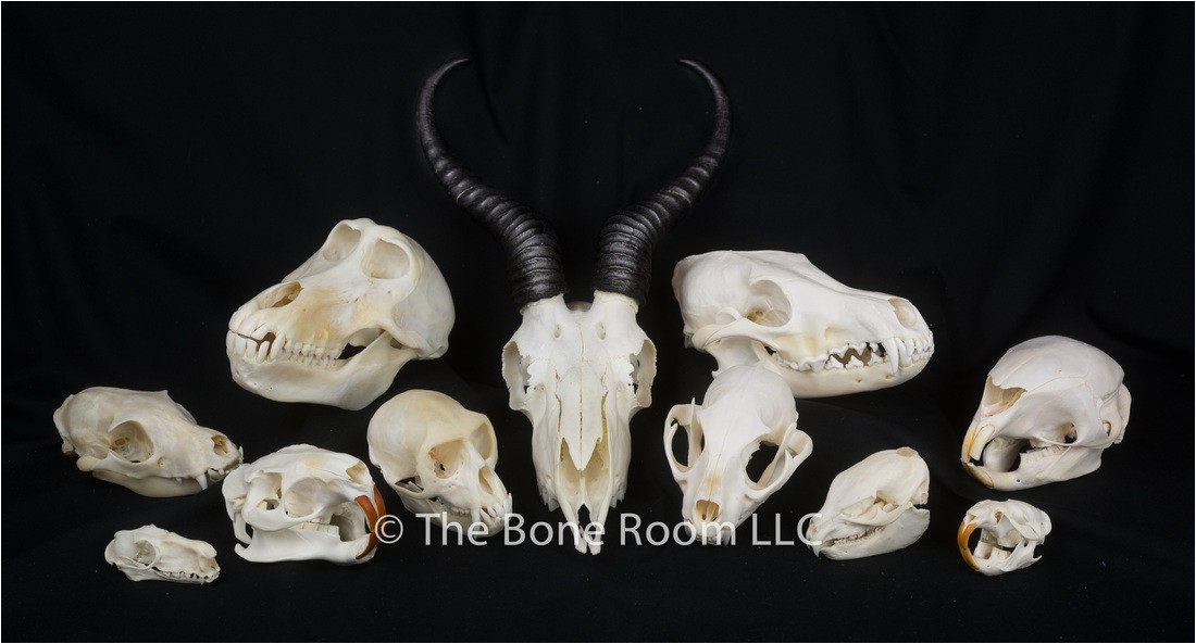 Real Animal Skulls for Sale Real Animal Skulls for Sale the Bone Room