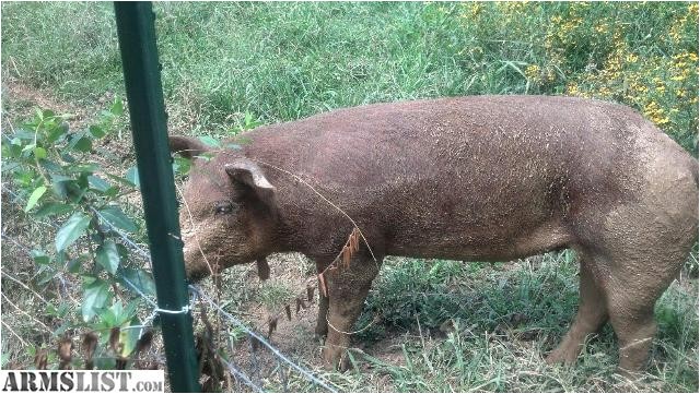 tennessee rifles for sale red wattle pigs and rhode island red hens and roosters
