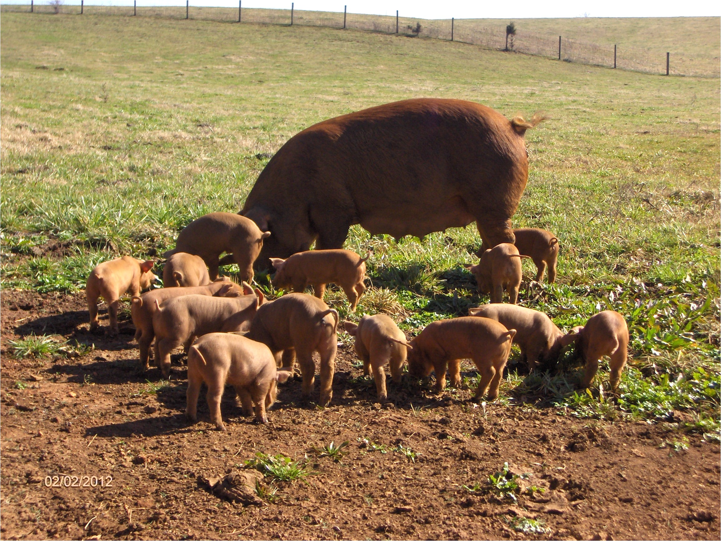 1422 heirloom red wattle hogs