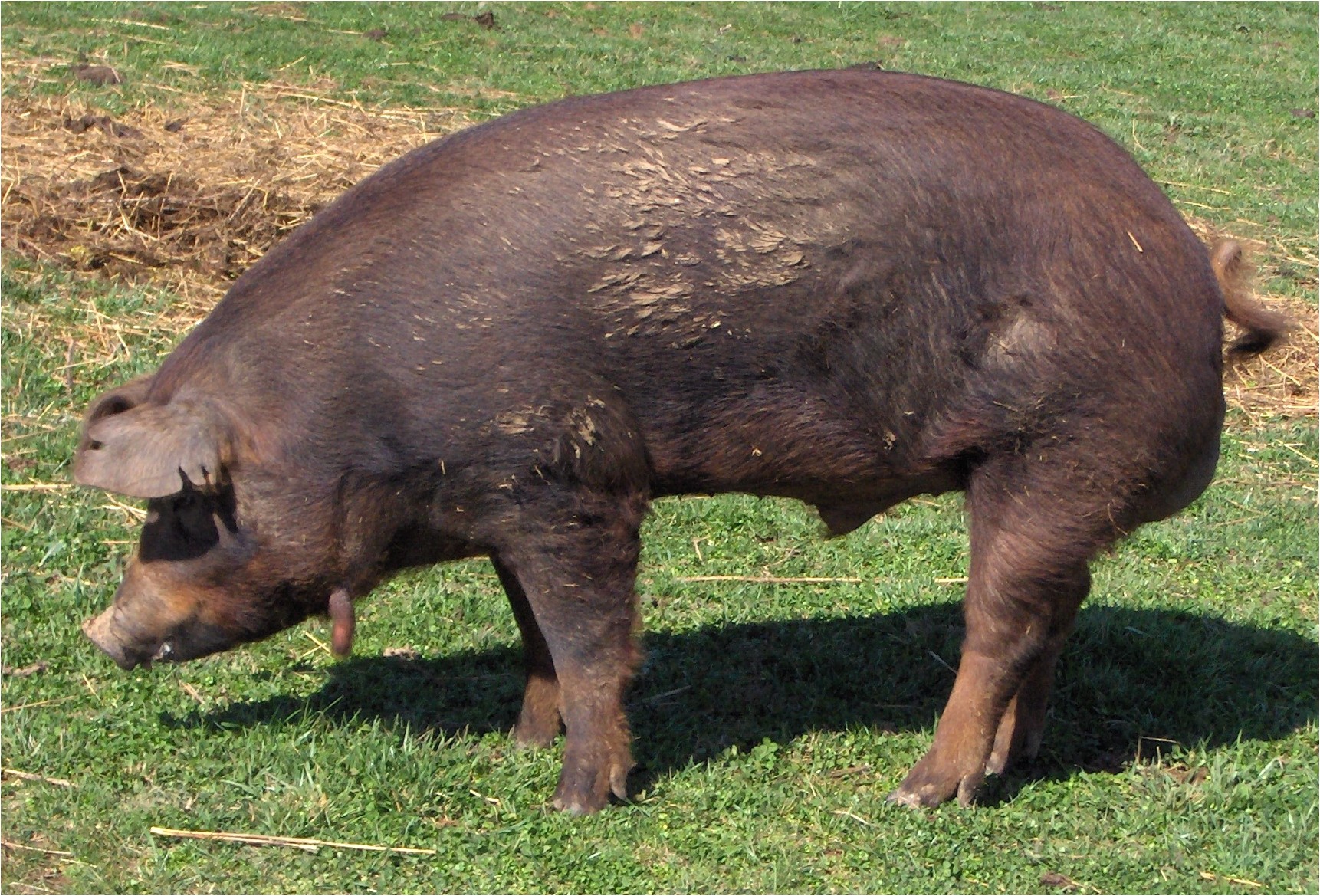 1422 heirloom red wattle hogs